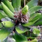 Melaleuca dawsonii Blüte
