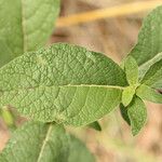 Inula conyza Blatt