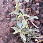 Atriplex semibaccata Blad