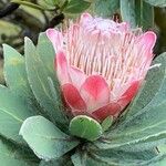 Protea caffra Blüte