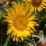 Inula oculus-christi Fleur