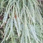 Cryptomeria japonica Blatt