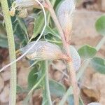 Astragalus incanus Frugt