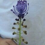 Leopoldia comosa Λουλούδι