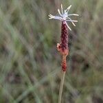 Bulbostylis lanata Flower