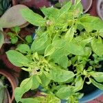 Ocimum × africanum List