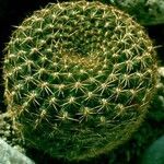 Rebutia minuscula Характер