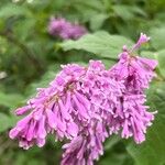 Syringa josikaea Flower