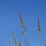 Phalaris arundinacea Fleur