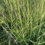 Bothriochloa insculpta 葉