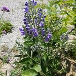 Scutellaria incana Blüte