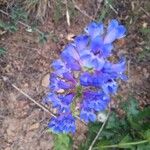 Penstemon cyananthus Flower