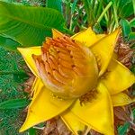 Ensete lasiocarpum Fleur