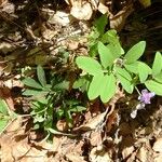 Lathyrus linifolius Агульны выгляд