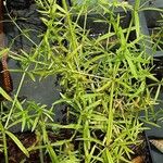 Asperula tinctoria 整株植物