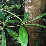 Manilkara bidentata Leaf