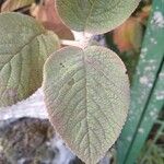 Viburnum lantana Blad