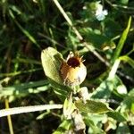 Silene latifolia Плод