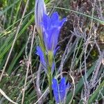 Gentiana pneumonantheᱵᱟᱦᱟ