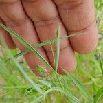 Lathyrus sativus Leaf