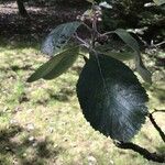 Sorbus rupicola Leaf