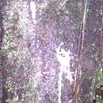 Lacmellea panamensis Casca