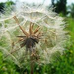 Tragopogon pratensis Plod