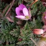 Erodium acaule Kvet