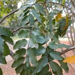 Myroxylon peruiferum Leaf