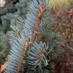 Picea pungens Leaf