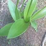 Habenaria tridactylites Hoja