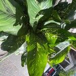 Dieffenbachia oerstedii Hoja