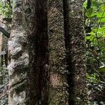 Duboscia macrocarpa Corteza