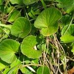 Centella asiatica Лист