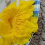Handroanthus ochraceus Flower