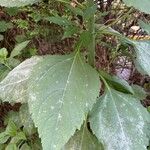 Helianthus tuberosusLeaf