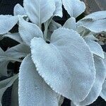 Senecio candidans Hostoa