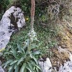 Digitalis ferruginea Habit