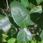 Coffea mauritiana Leaf