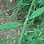 Spartium junceum Leaf