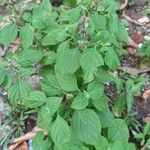 Ocimum campechianum 叶