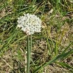 Allium nigrum Habit