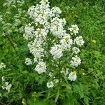 Armoracia rusticana Цветок