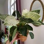 Calathea sanderiana Hoja