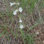 Penstemon albidus आदत