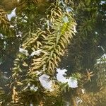 Elodea densa 葉