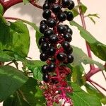 Phytolacca americana Frucht