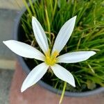 Ornithogalum gussonei Flower