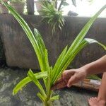 Pandanus amaryllifolius Hoja