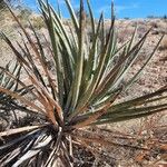 Yucca baccata Hoja